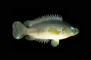 Anabas - riba sposobna za hodanje Anabas - riba sposobna za hodanje